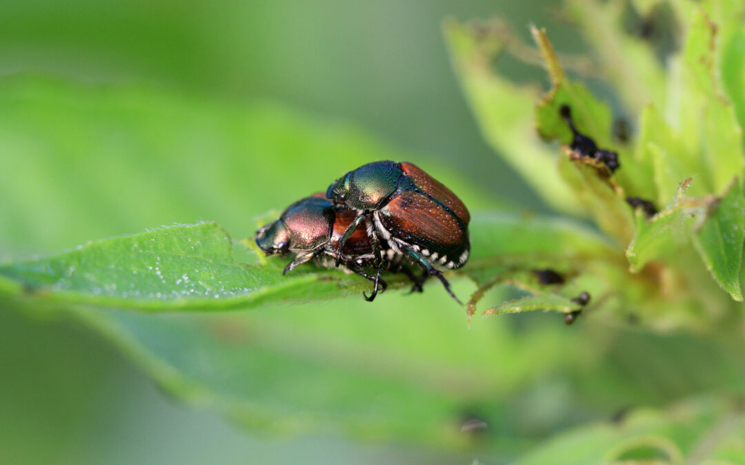 How To Kill Japanese Beetles