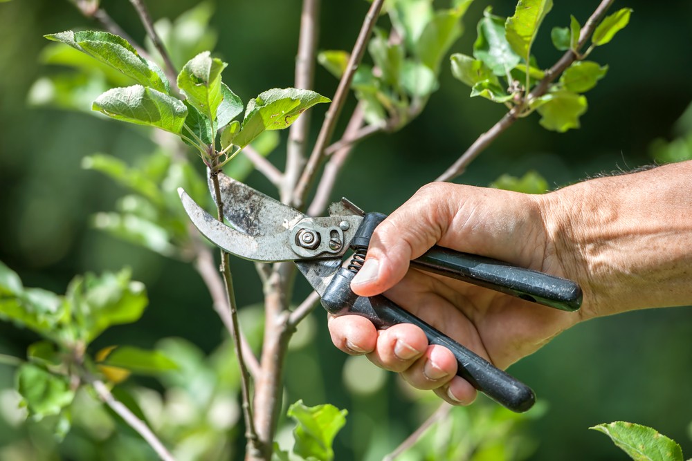 When Is the Best Time to Prune Trees?