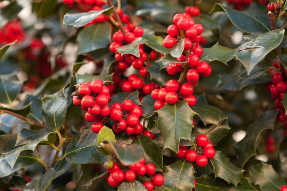 Deer Resistant Evergreens for Your Landscaping Lenoir Tree Service