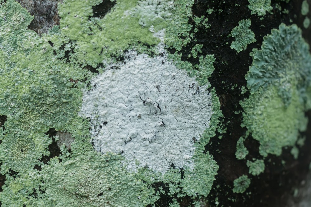 Treating Lichen on Trees