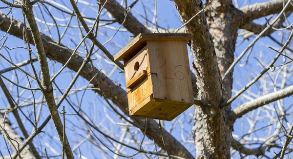 How To Hang A Birdhouse & Not Damage The Tree