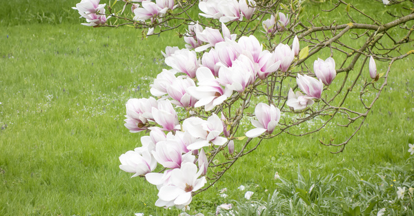 Lenior Tree Service magnolia tree care