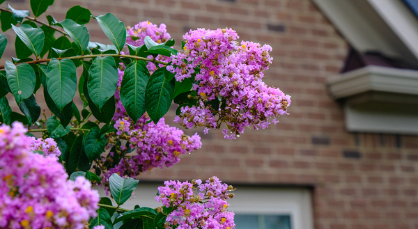 Tips When Planting A Crepe Myrtle